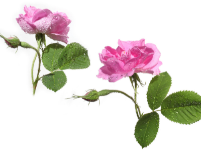 薔薇